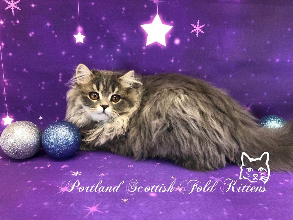 Portland Scottish Fold, Straight Kittens & Munchkin Kittens Kittens