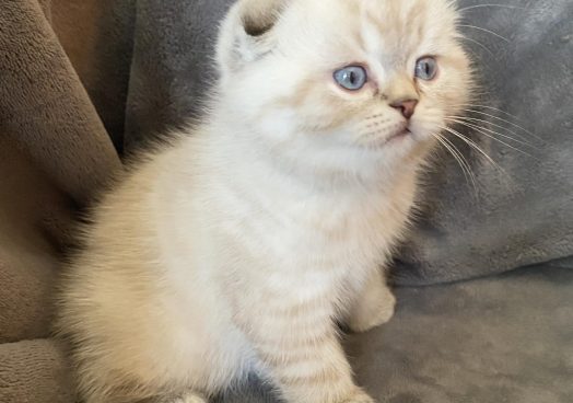 viber_image_2025-11-08_13-10-46-972