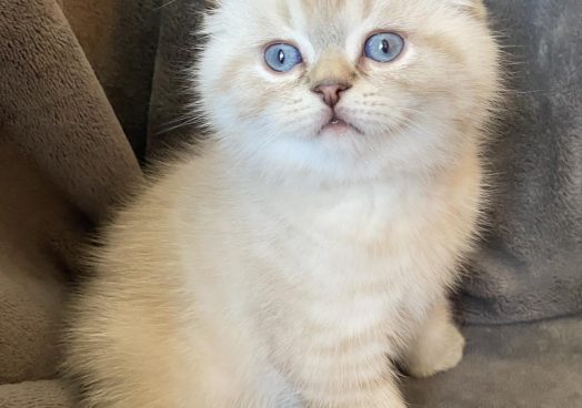 viber_image_2025-11-08_13-11-15-368