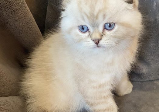 viber_image_2025-11-08_13-11-16-290