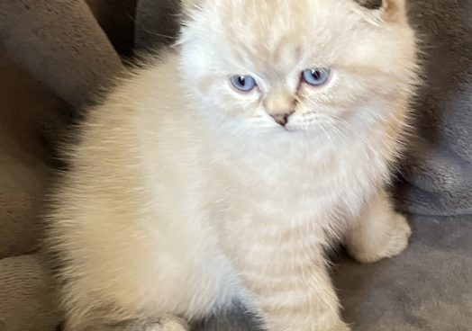 viber_image_2025-11-08_13-11-17-026