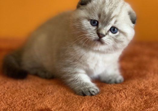 viber_image_2025-11-08_13-11-17-799