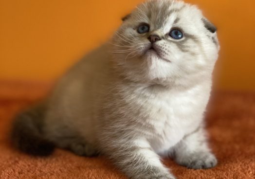 viber_image_2025-11-08_13-11-18-433