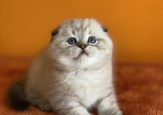 viber_image_2025-11-08_13-11-19-254