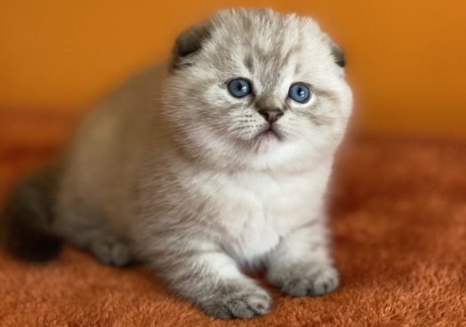 viber_image_2025-11-08_13-11-20-551