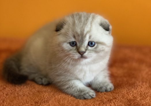 viber_image_2025-11-08_13-11-21-659