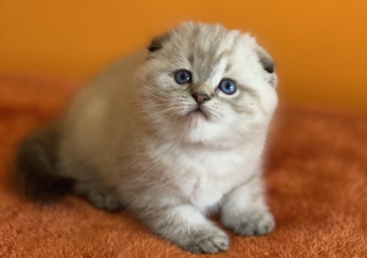 viber_image_2025-11-08_13-11-22-730