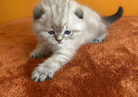 viber_image_2025-11-08_13-11-23-693