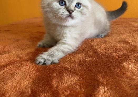 viber_image_2025-11-08_13-11-25-143