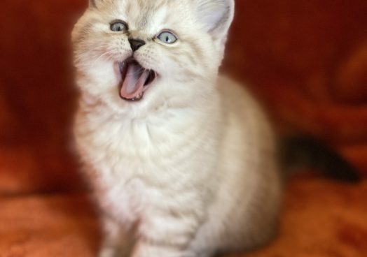 viber_image_2025-11-08_13-13-03-067