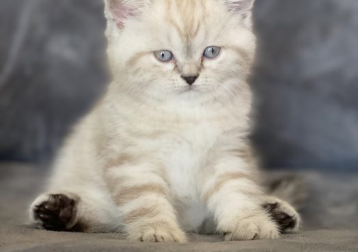 viber_image_2025-11-08_13-13-27-524