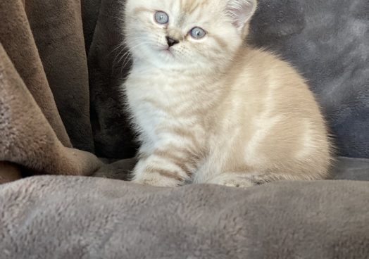 viber_image_2025-11-08_13-13-30-018