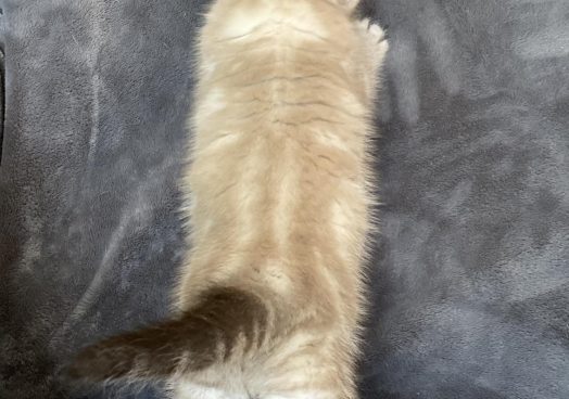 viber_image_2025-11-08_13-13-30-839