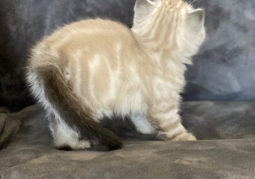 viber_image_2025-11-08_13-13-31-648