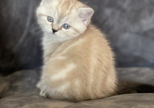 viber_image_2025-11-08_13-13-32-877