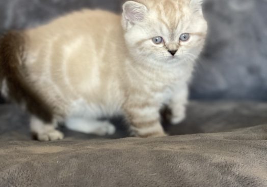 viber_image_2025-11-08_13-13-33-490