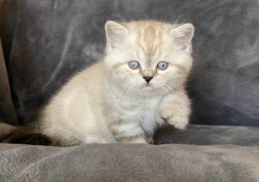 viber_image_2025-11-08_13-13-34-259