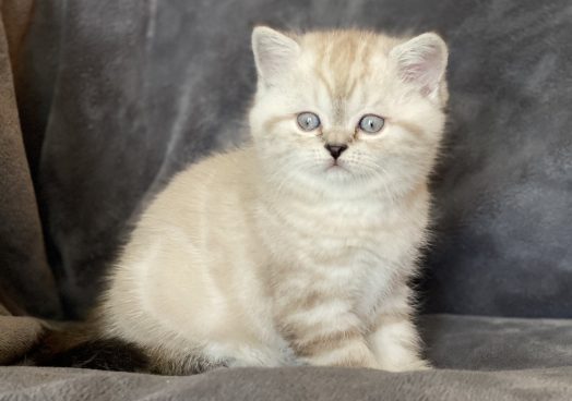 viber_image_2025-11-08_13-13-35-003