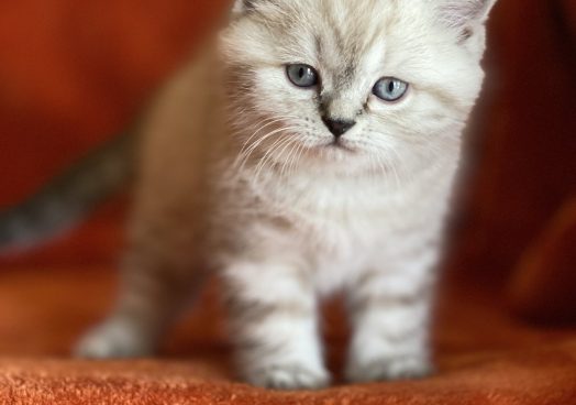 viber_image_2025-11-08_13-13-35-689