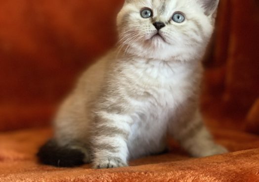 viber_image_2025-11-08_13-13-36-404